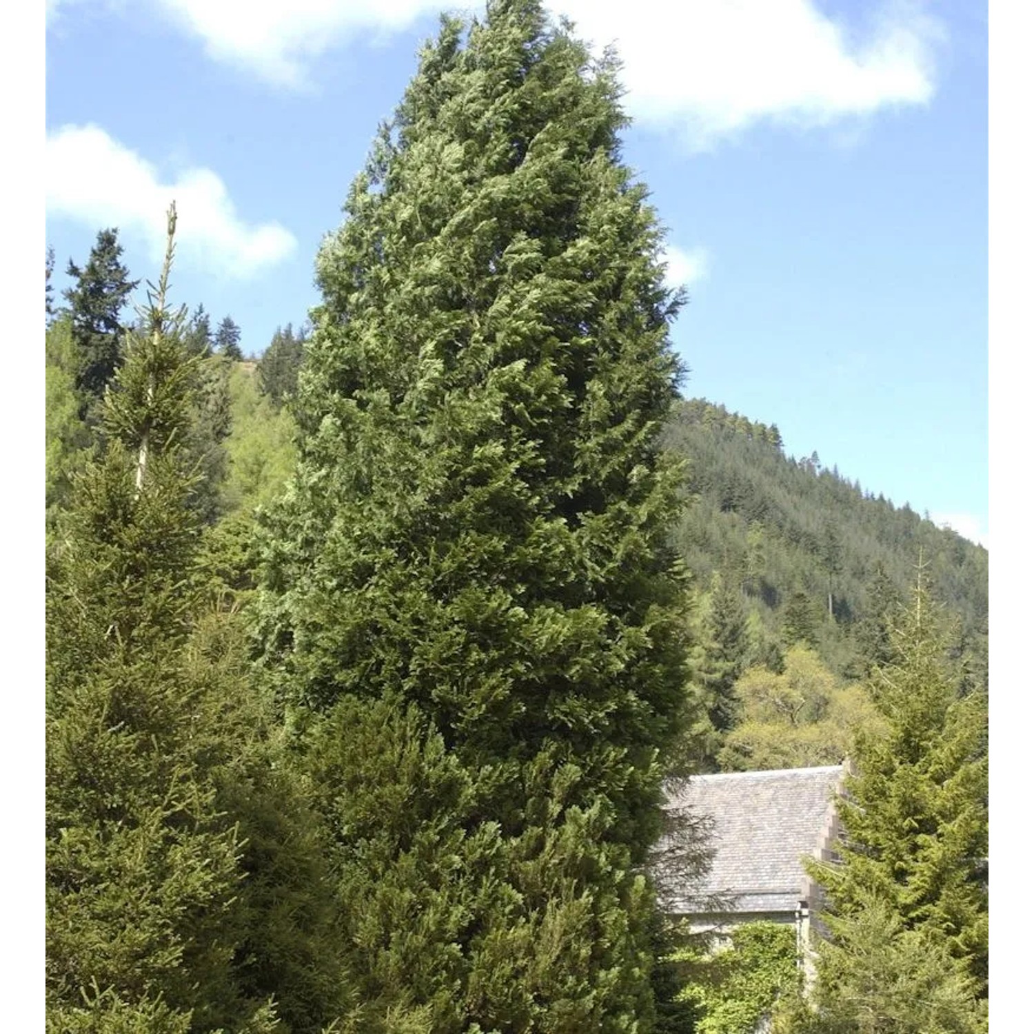 Grün Blaue Scheinzypresse 40-60cm - Chamaecyparis lawsoniana