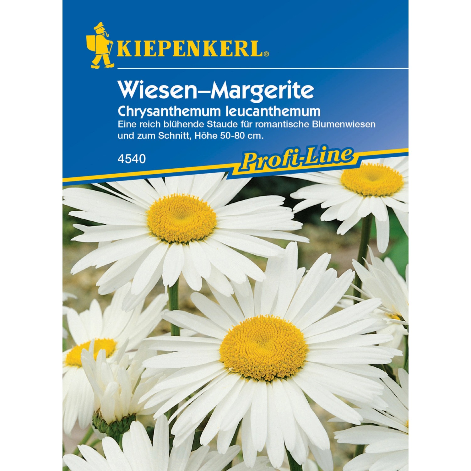 Kiepenkerl Wiesenmargerite Magerwiesen-Margerite Leucanthemum vulgare