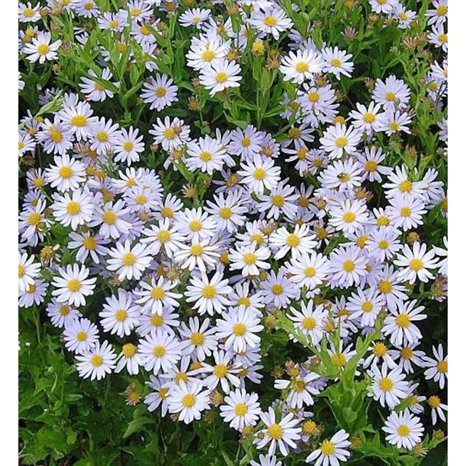 Schönaster Blue Star - Kalimeris incisa