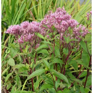Wasserdost 'Baby Joe' (Eupatorium dubium) mit rosa Blüten und grünen Blättern.