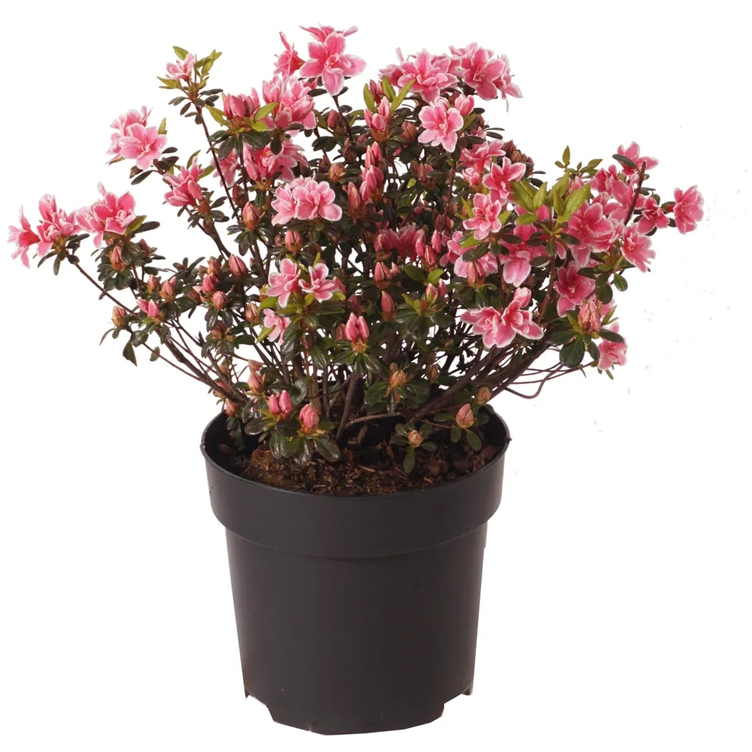 Japanische Azalee "Pink Poetry" Höhe ca. 30 cm Topf ca. 6 l Azalea jap.