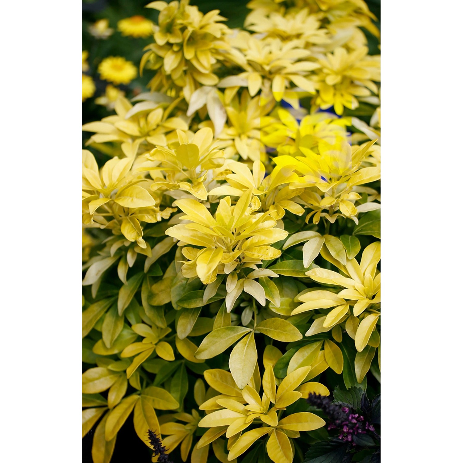 Orangenblume Sundance Weiß Höhe ca. 20 - 30 cm Topf ca. 2,3 l Choisya ternata