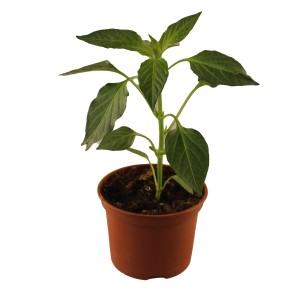 Pottburri Peperoni Pflanze im Topf (ca. 13cm Ø) mit grünen Blättern.