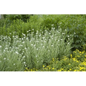 Foto einer Gemeinen Schafgarbe (Achillea millefolium) im 9x9 cm Topf, weiße Blüten.