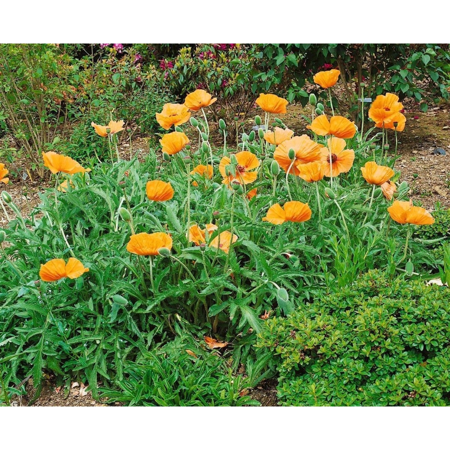 Papaver Orientale Türkischer Mohn Harvest Moon Ca 11x11 cm Topf günstig online kaufen