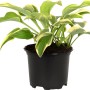 Gelb-bunte Funkie (Hosta) im Topf, ca. 13 cm Topf-Ø. Dekorative Blattschmuckpflanze für schattige Standorte.