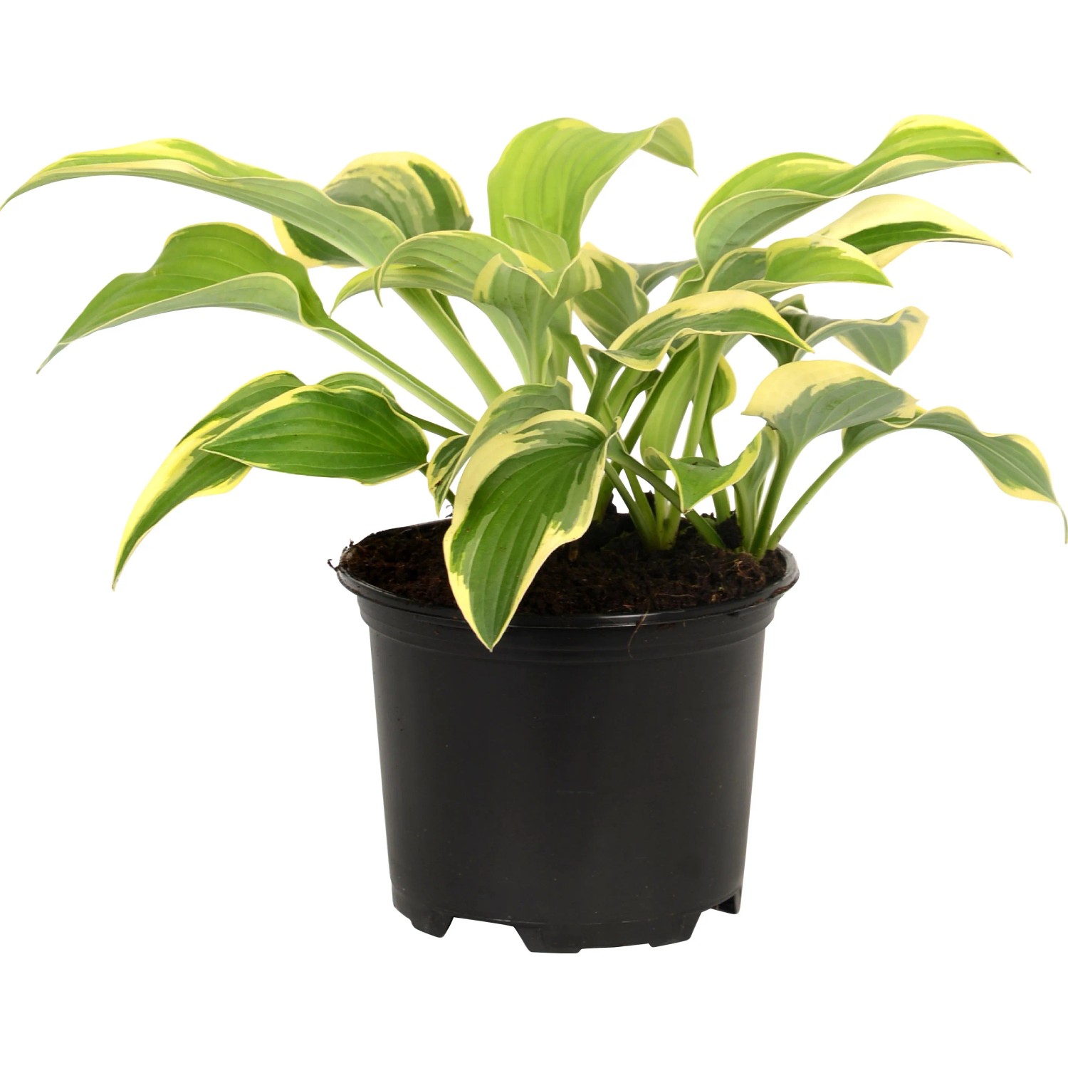 Gelb-bunte Funkie (Hosta) im Topf, ca. 13 cm Topf-Ø. Dekorative Blattschmuckpflanze für schattige Standorte.
