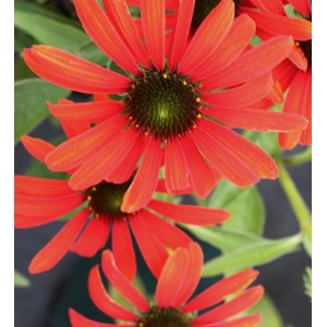 Sonnenhut 'Tangerine Dream' (Echinacea purpurea) mit leuchtend orangefarbenen Blüten.