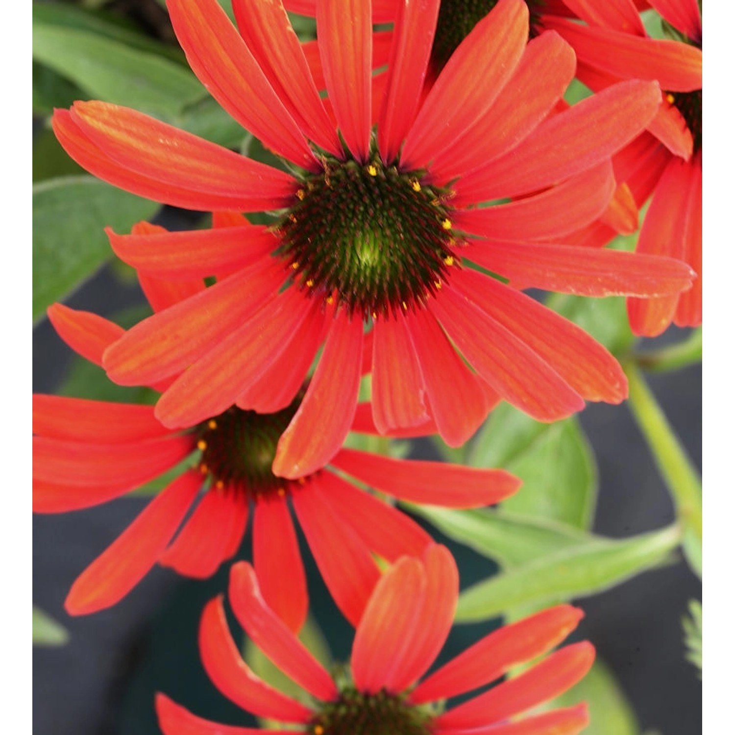 Sonnenhut Tangerine Dream - Echinacea purpurea günstig online kaufen