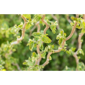 Korkenzieher-Hasel 'Scooter' mit gedrehten Ästen und jungen, grünen Blättern im Topf.