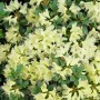 Gelber Rhododendron Hanceanum Princess Anne (20–25 cm) mit üppigen Blüten und grünen Blättern.