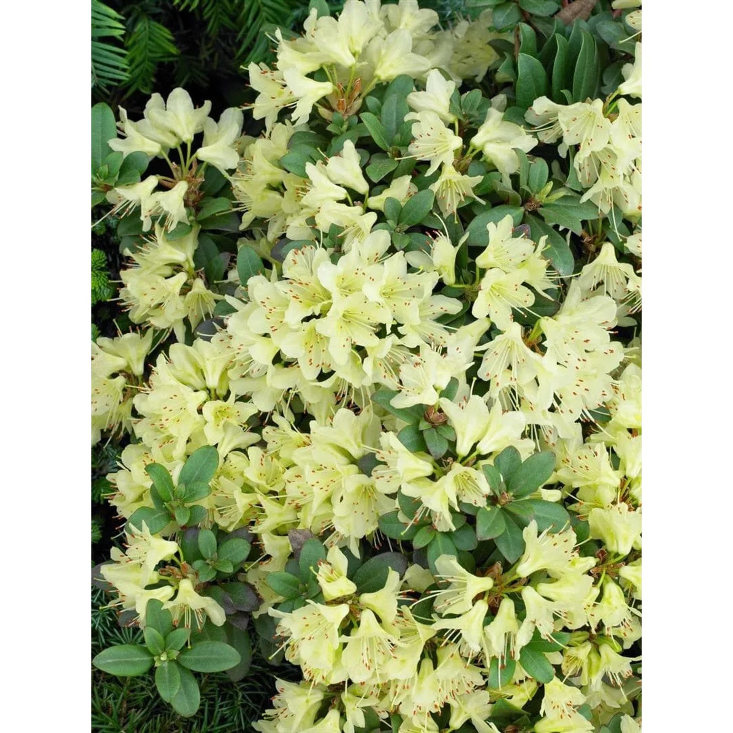 Gelber Rhododendron Hanceanum Princess Anne (20–25 cm) mit üppigen Blüten und grünen Blättern.
