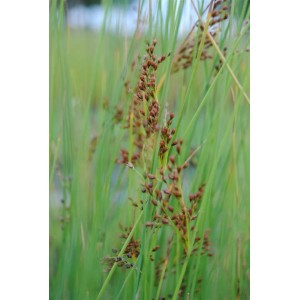 Detailaufnahme der grünen Flatter-Binse (Juncus effusus) mit braunen Blütenständen.