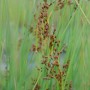 Detailaufnahme der grünen Flatter-Binse (Juncus effusus) mit braunen Blütenständen.