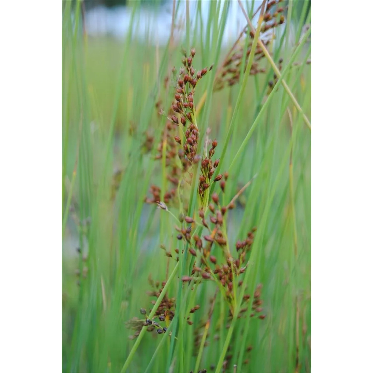 Detailaufnahme der grünen Flatter-Binse (Juncus effusus) mit braunen Blütenständen.