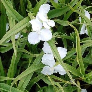 Nahaufnahme der Dreimasterblume Innocence (Tradescantia), weiße Blüten und grüne Blätter.