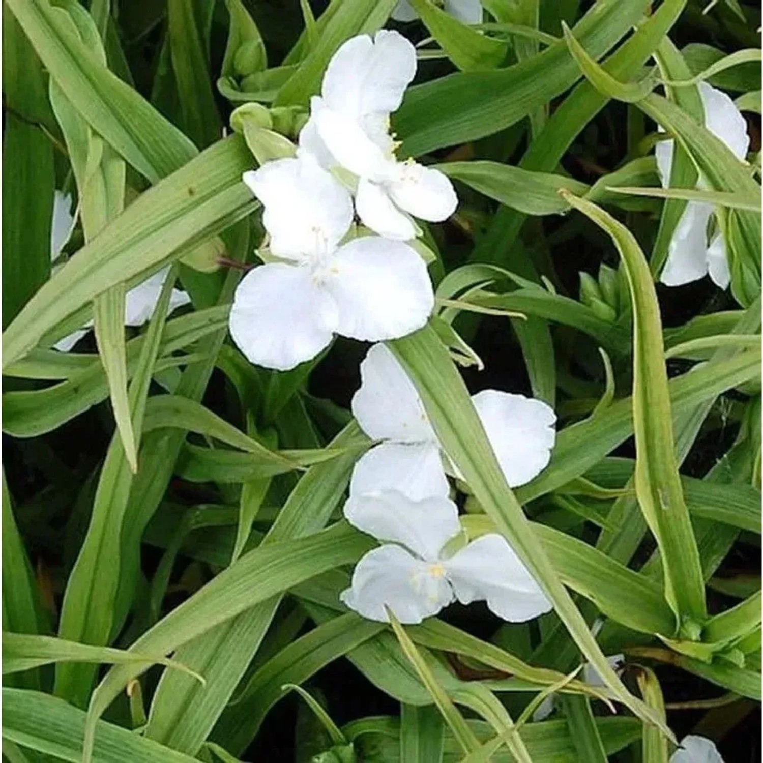 Dreimasterblumen Innocence - Tradescantia andersoniana