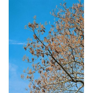 Blauglockenbaum (Paulownia Tomentosa) mit Fruchtständen vor blauem Himmel.