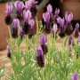 Foto von GROW by OBI Schopflavendel "Anouk Dark Purple", ca. 20 cm hoch, mit dunkelvioletten Blüten.