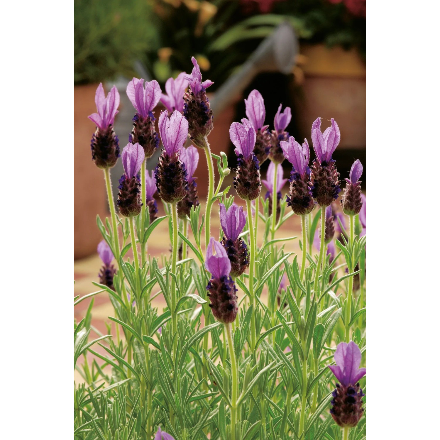 Foto von GROW by OBI Schopflavendel "Anouk Dark Purple", ca. 20 cm hoch, mit dunkelvioletten Blüten.