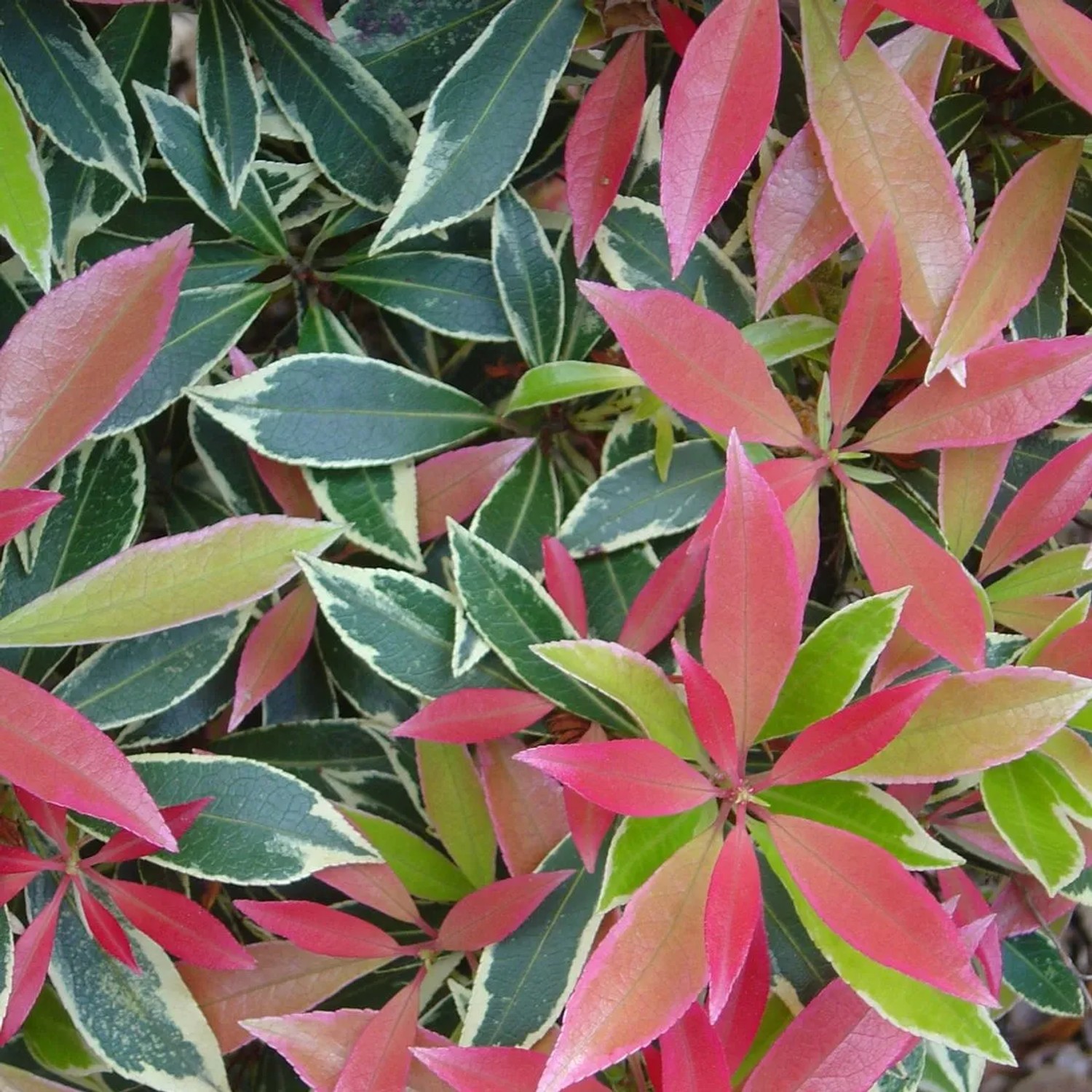 Schattenglöckchen 'Flaming Silver' Pieris japonica 30 bis 40 cm im Container Panaschiert