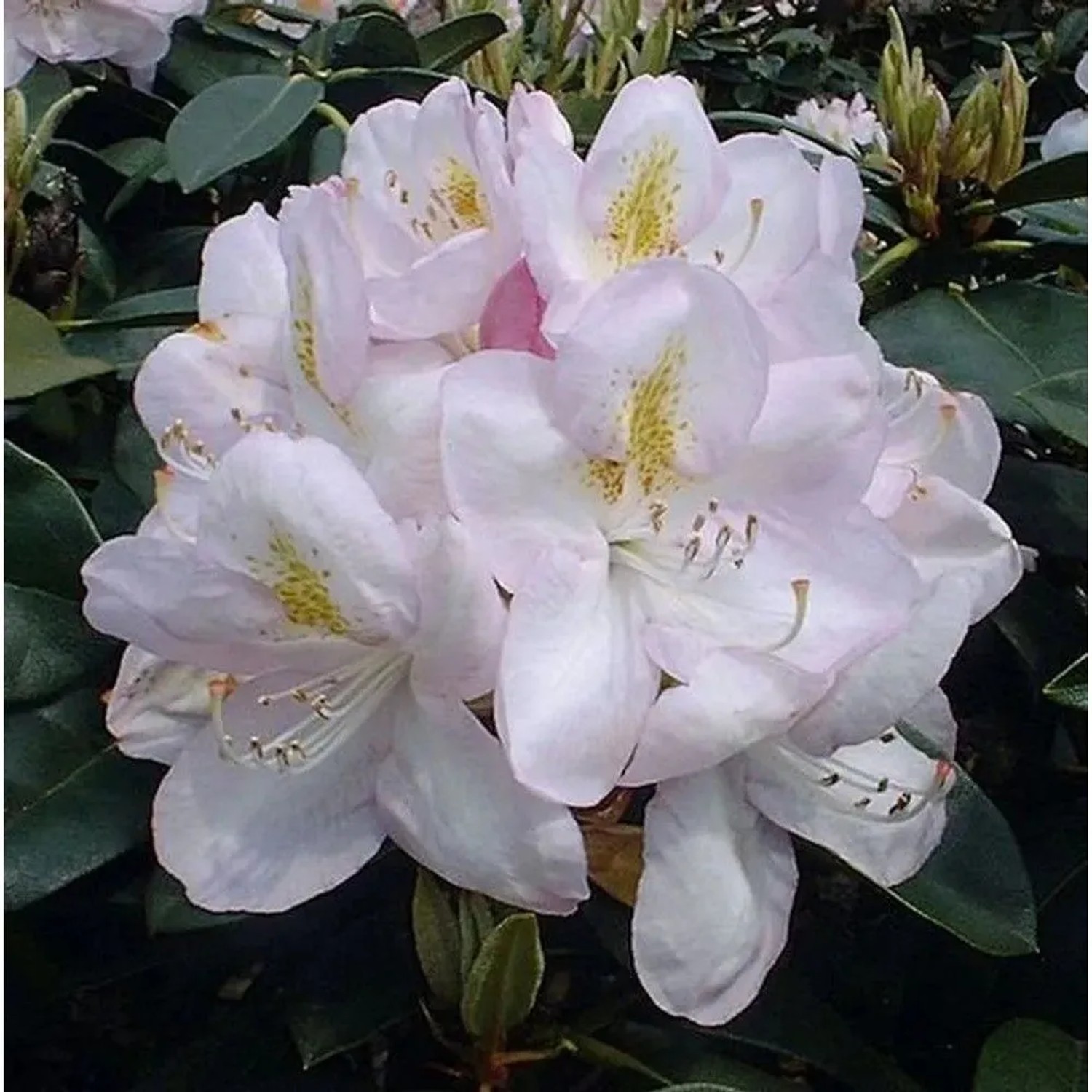 INKARHO - Großblumige Rhododendron Gomer Waterer 30-40cm - Alpenrose