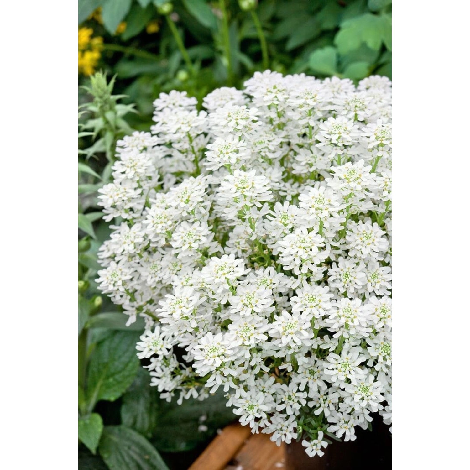 Iberis Sempervirens Weißer Zwerg Schleifenblume Weiß Ca. 9x9 cm Topf günstig online kaufen