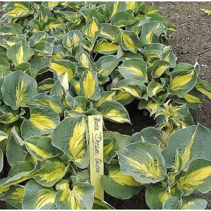 Funkie Dream Queen (Hosta Hybrid) mit grün-gelben Blättern im Beet.