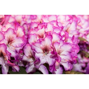 Nahaufnahme des Rhododendron Hybr. Hans Hachmann mit rot-weißen Blüten.
