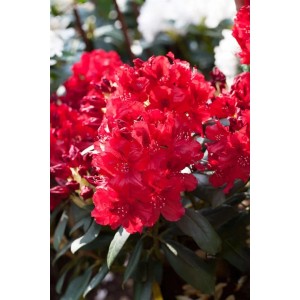 Leuchtend roter Rhododendron Hybr. Erato, buschiger Strauch mit üppigen Blüten.