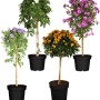Beetstamm Mix im Topf (Ø 19cm) mit verschiedenen blühenden Kübelpflanzen als Stämmchen.