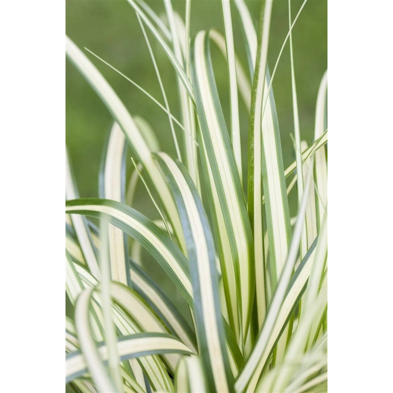 Carex Ornithopoda Variegata Buntlaubig Ca. 9x9 cm Topf günstig online kaufen