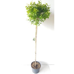 Pflanzen-Boering Betula Magical Globe als Kugelbaum-Stämmchen im Topf, ca. 170-180cm hoch.