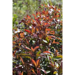 Glanzmispel 'Red Robin' mit leuchtend roten Blättern, ca. 125-150 cm hoch.