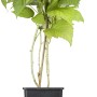 GROW by OBI Bio Himbeere TwoTimer® im Topf: Junge Himbeerpflanze mit grünen Blättern.
