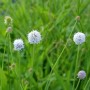 Moorabbiß 'Frosted Pearls' (Succisella inflexa) mit weißen, kugeligen Blüten im Garten.
