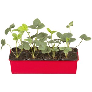 Erdbeere Senga Sengana 10er-Tray im roten Kunststofftray mit grünen Blättern.