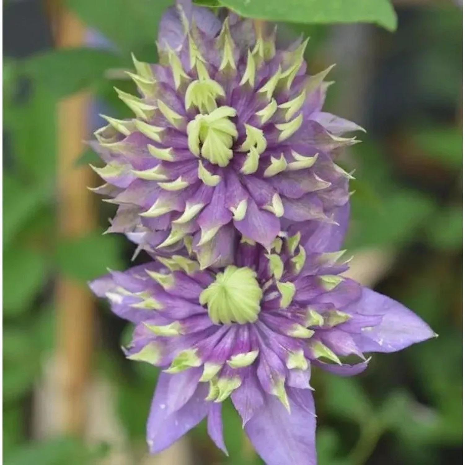 Waldrebe Taiga 60-80cm - Clematis