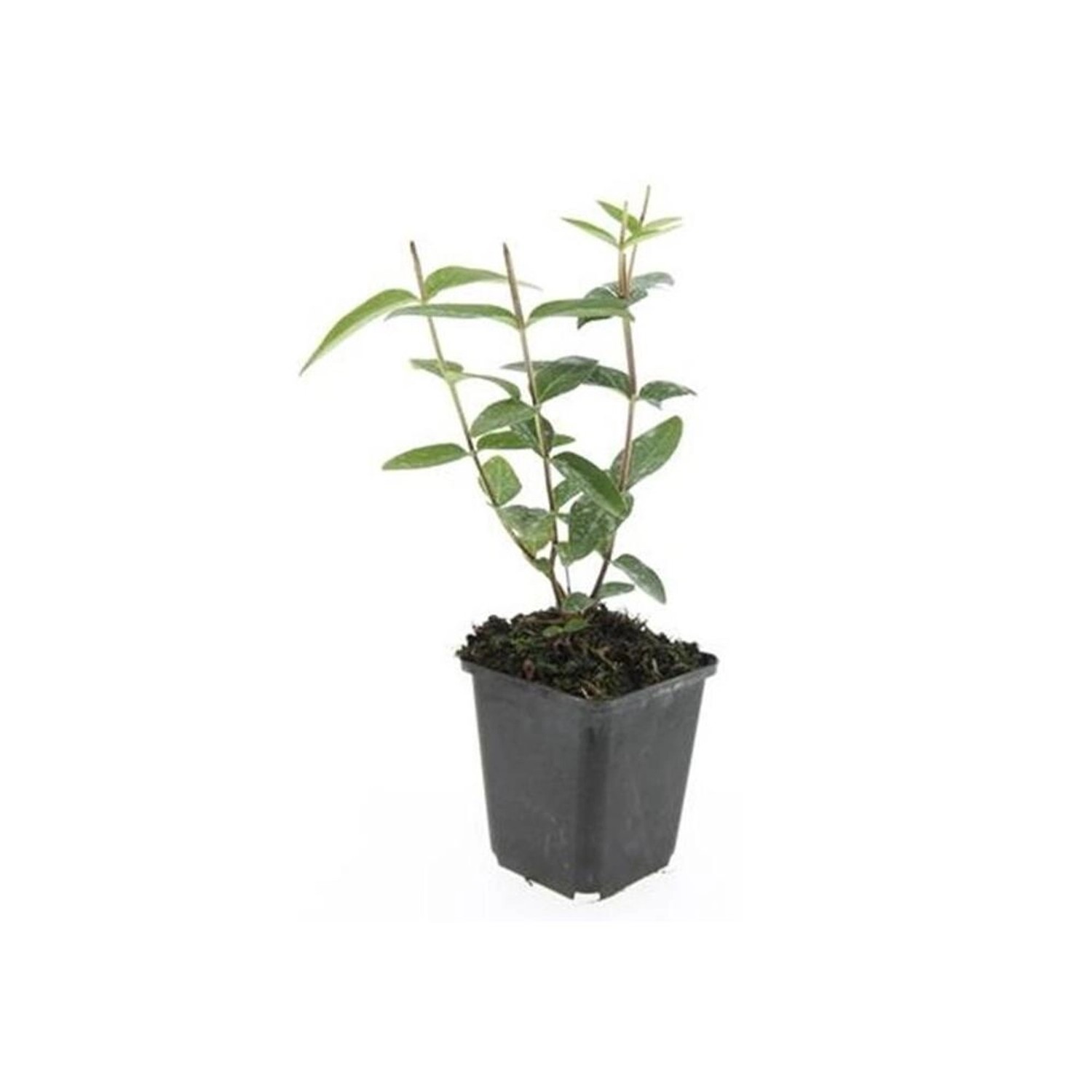 Exotenherz Bodendecker Johanniskraut Hypericum Inodorum 9cm Topf Set mit 12 günstig online kaufen