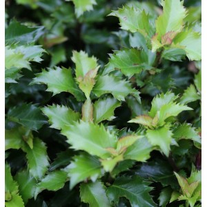 Nahaufnahme der grünen Blätter der Stechpalme Ilex Little Rascal.