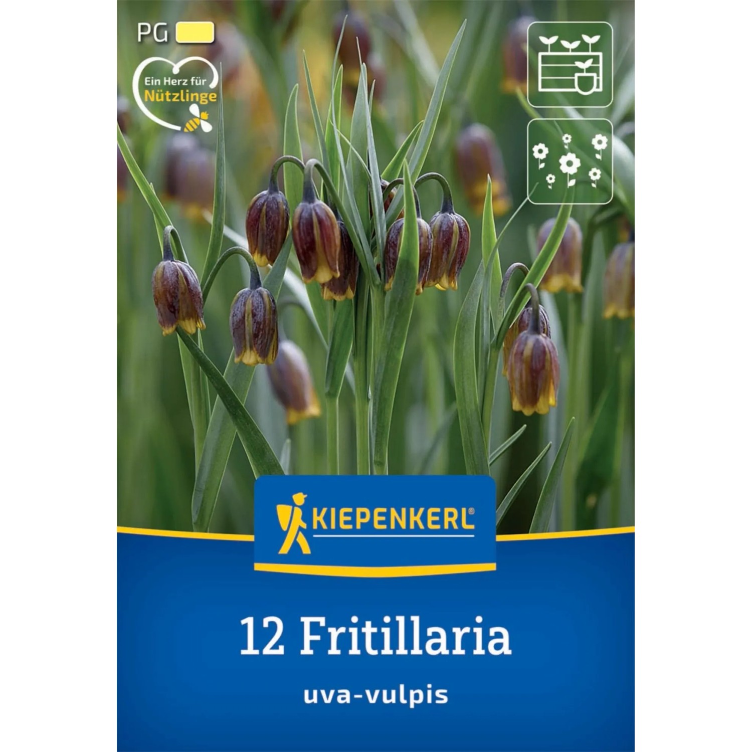 Kiepenkerl Blumenzwiebel Fuchstraube 12 Stück