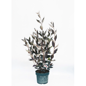 Baumfink Thuja Occidentalis King of Brabant als Topfpflanze 100-125cm