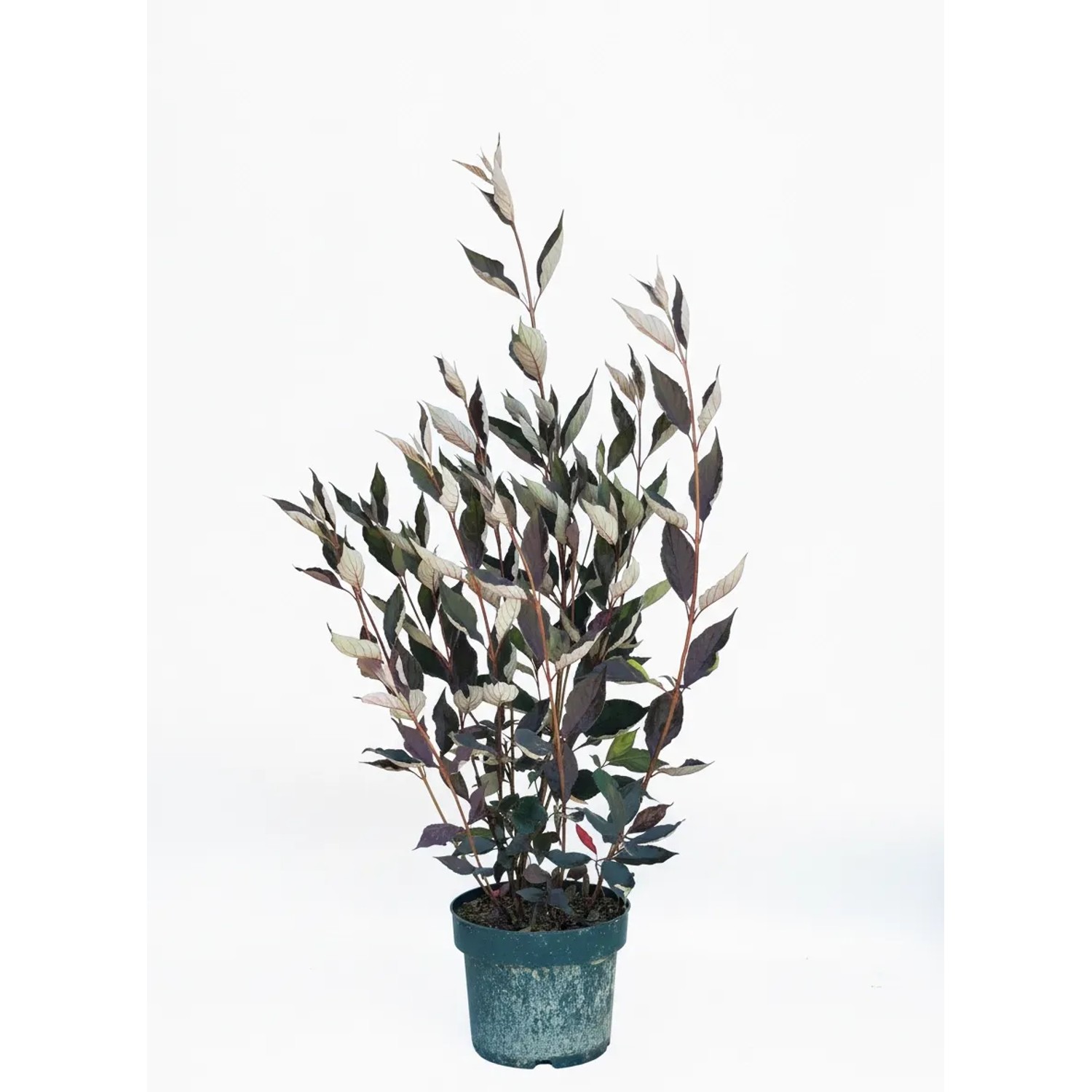 Baumfink Thuja Occidentalis King of Brabant als Topfpflanze 100-125cm