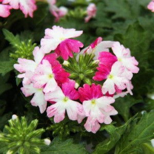 Hängende Verbene 'Exotenherz', rosa-weiße Blüten im 12cm Topf (3er Set).