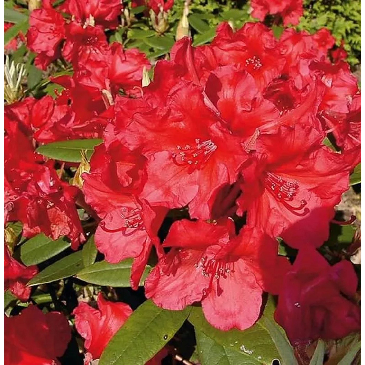 Großblumige Rhododendron Vulcan 50-60cm - Alpenrose