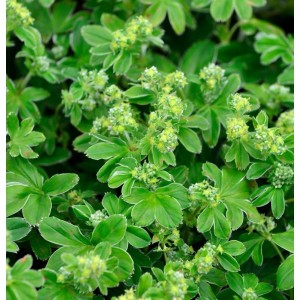 Frauenmantel hoppeana - Alchemilla hoppeana