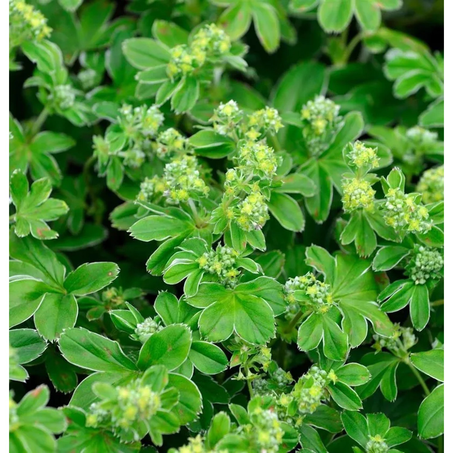 Frauenmantel hoppeana - Alchemilla hoppeana