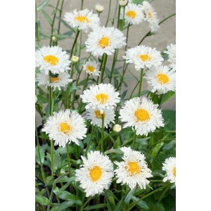 Bild der Leucanthemum 'Snehurka' Staude mit weißen Blüten und gelber Mitte im Topf.