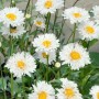 Bild der Leucanthemum 'Snehurka' Staude mit weißen Blüten und gelber Mitte im Topf.