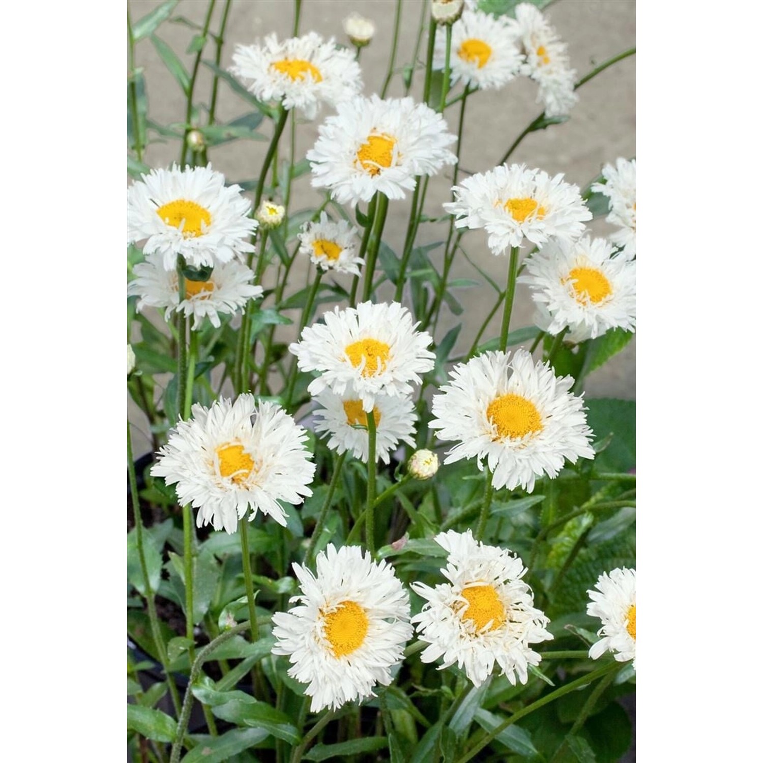 Leucanthemum X Superbum Snehurka Ca. 9x9 cm Topf günstig online kaufen